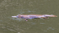 Platypus
