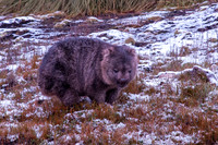 Common wombat