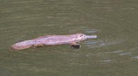 Platypus