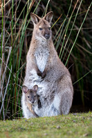 Bennett's Wallaby & joey