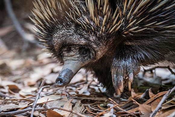 Echidna  20-02-2022