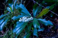 Tasmanian laurel flowering at Corinna
