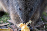 Tasmanian pademelon at our campsite, yes he nicked an apple core,  I know I know, lock up your scraps ( or perhaps your partners!)