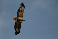 White-bellied sea-eagle over the Pieman river