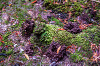 sights around Corinna (and next 2) These holes made by Tasmania's Burrowing crayfish.