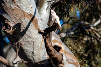 at Sliding Rock, Warraweena