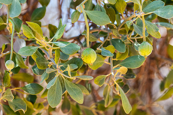 Iga tree (wild orange)