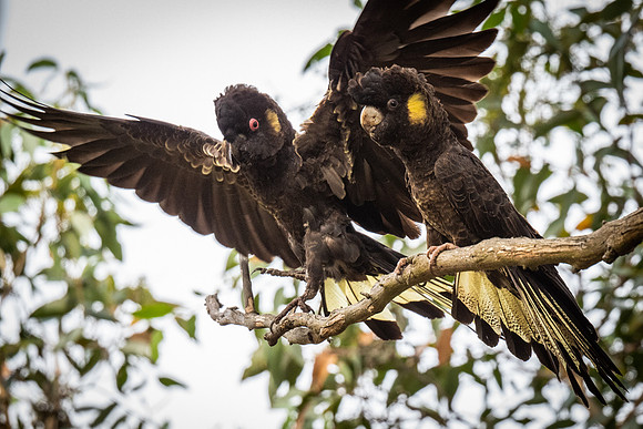 Yellow-tailed black cockatoos  20-02-2022
