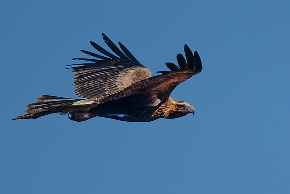 Great experience of a Wedge-talied Eagle pair circling around , above and below me on Waltumba Hill. One even landed on a nearby rock for a break !