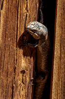 Tree Skink, on the dunny door Mt Hack campsite, Warraweena