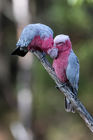 Galahs  13-03-2022
