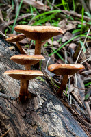 Fungi