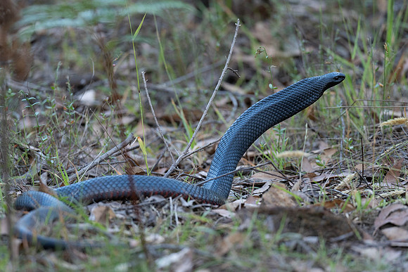 Red-bellied Black Snake