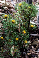 Cone bush