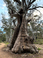 beautiful ancient river red gums here