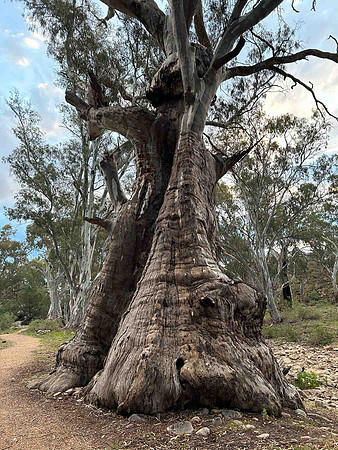 beautiful ancient river red gums here