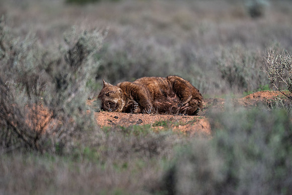 a common sight out here, they clearly enjoy the winter sunshine !There were many wombats basking on the mounds beside their burrows.