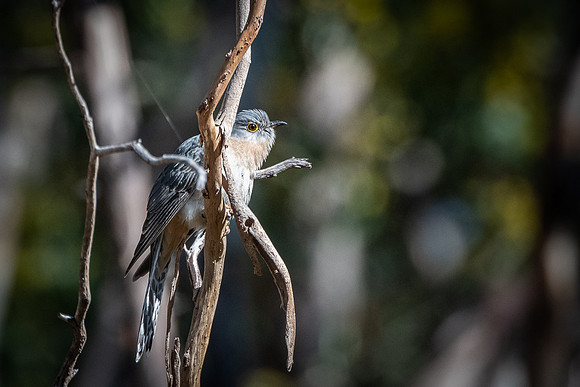 Fan-tailed Cuckoo  15-08-21