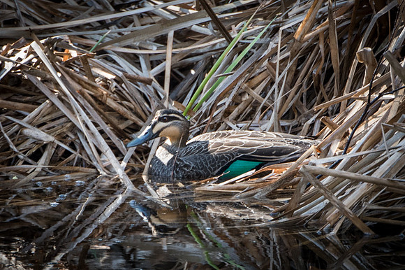 pacific black duck  27/08/18