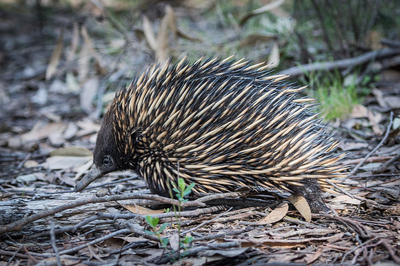 echidna  28/08/18
