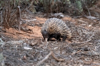 echidna at Redbanks