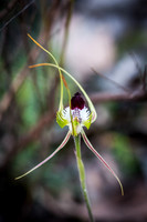 King Spider Orchid