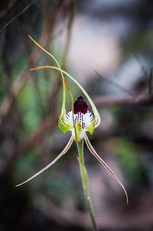 King Spider Orchid