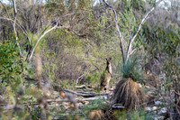 Western grey kangaroos were a common sight