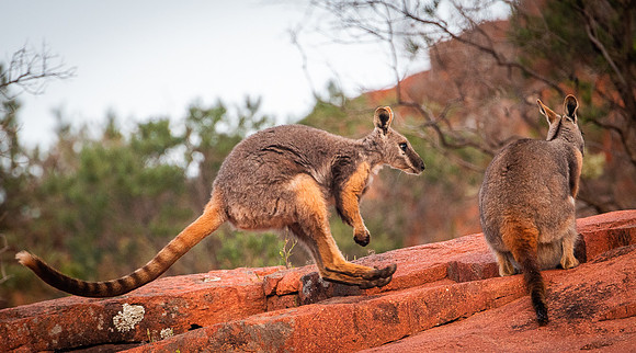 Yellow-footed rock-wallabies