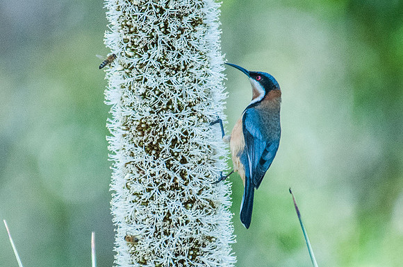 Eastern Spinebill