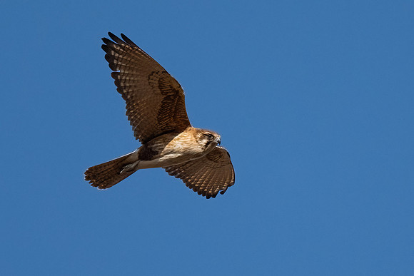 Brown Falcon