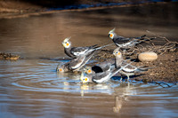 Cockatiels