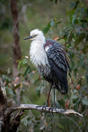 White-necked Heron    10_11_2023