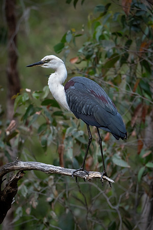 White-necked Heron    10_11_2023