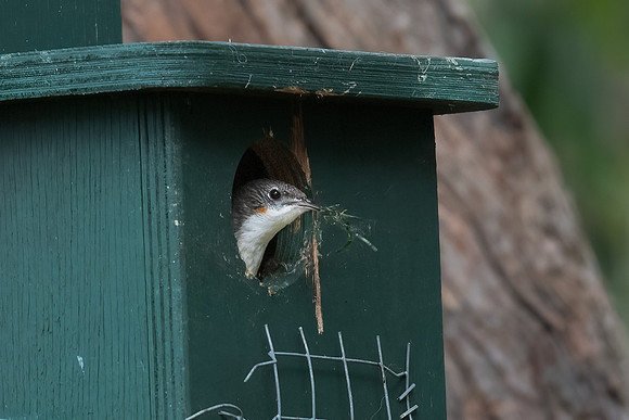 White-throated Treecreeper (female)  22-10-2023