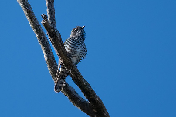 Shining Bronze Cuckoo   25-10-2023