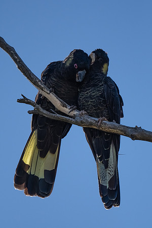 Yellow-tailed Black Cockatoos  25-10-2023