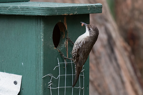 White-throated Treecreeper (male)  22-10-2023