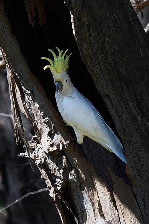 Sulphur-crested Cockatoo  09-10-2023