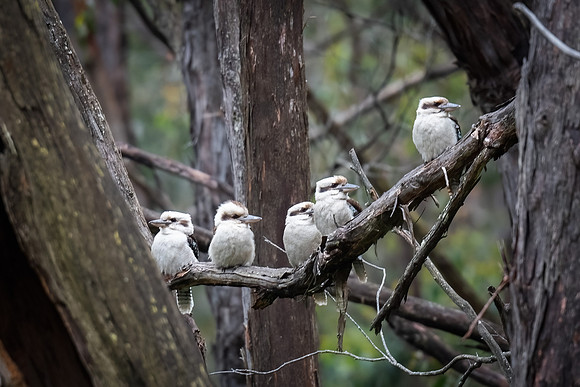 Kookaburra family group   16-10-2023