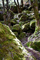 Mt Pillinger to Mt Ossa walk Feb 2011