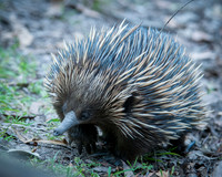 "Echidna Ridge"  Echidnas