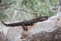 lace monitor