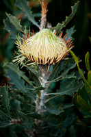 Western Australian wildflower