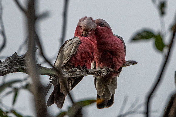 galah couple bonding 9-10-21