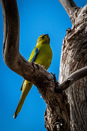 elegant parrot   9-10-21