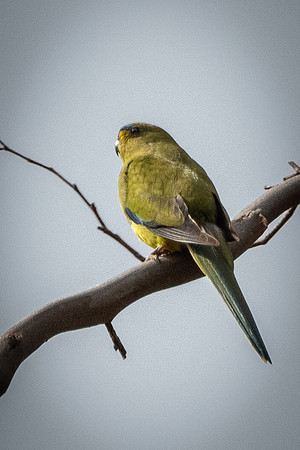 elegant parrot   9-10-21