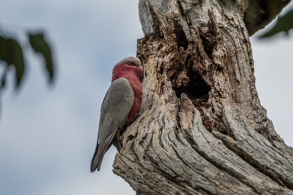 galah at nest site