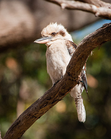 Kookaburra