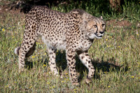 Domestic and Exotic Animals